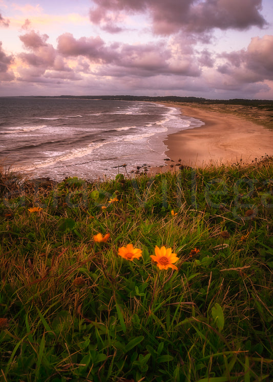 Flores sobre el Cerro Verde