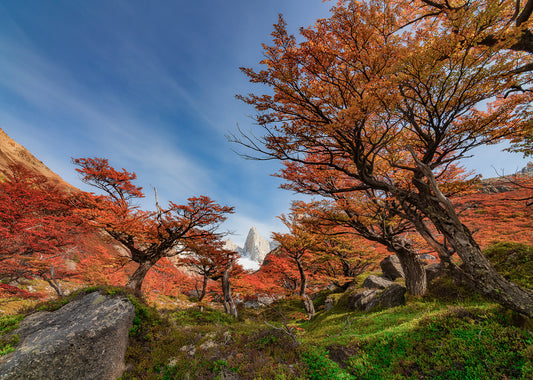 Bosque Patagónico