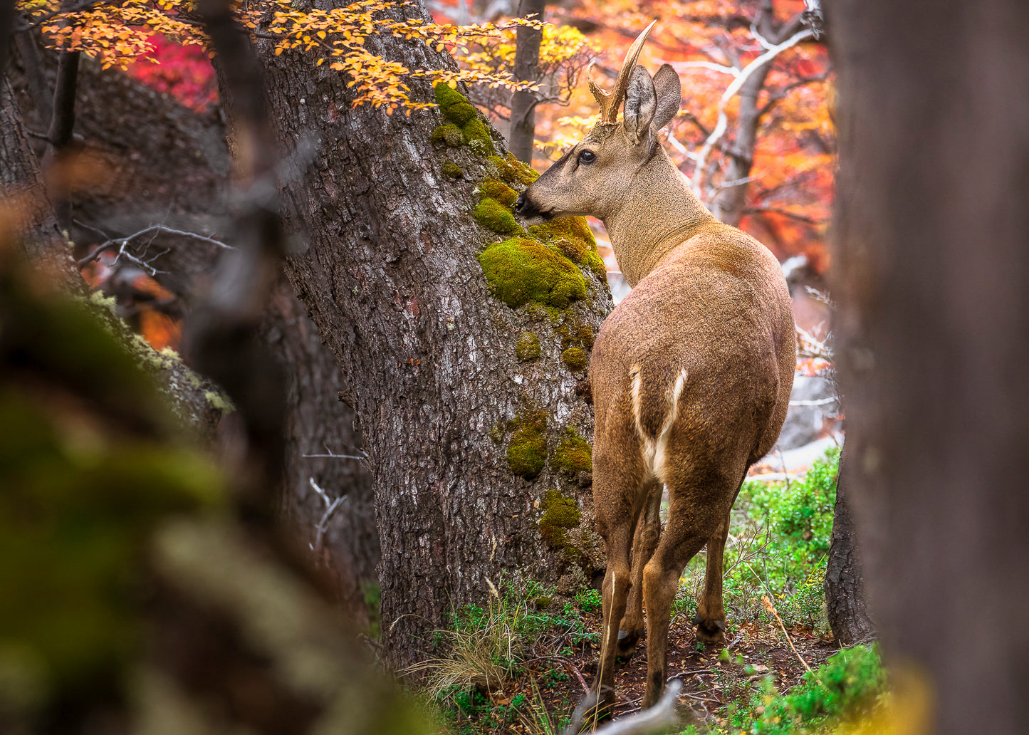 El fantasma del Bosque Patagónico